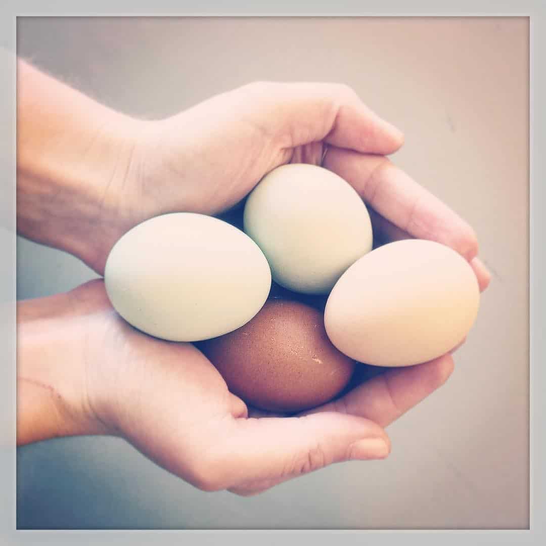 Martha Stewart Farm Fresh Eggs