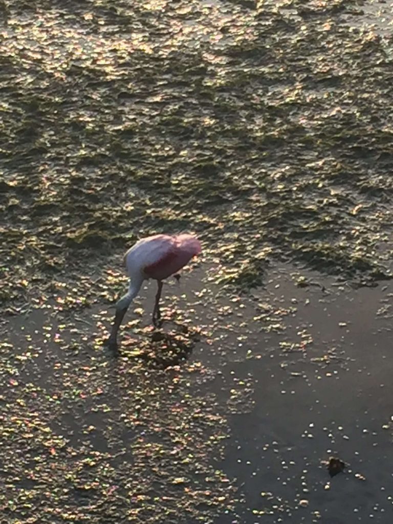 summer vacation to tampa florida spoonbill clearwater