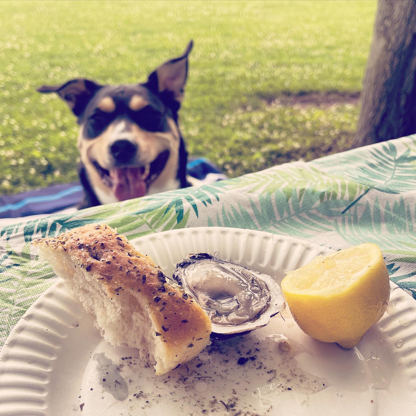 Oysters & The 4th of July Park Day That Wasn’t